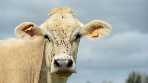 Le ministère de l'Agriculture rappelle la disponibilité des vaccins pour les bovins contre la MHE dans la zone éligible. Le ministère de l'Agriculture rappelle la disponibilité des vaccins pour les bovins contre la MHE dans la zone éligible.